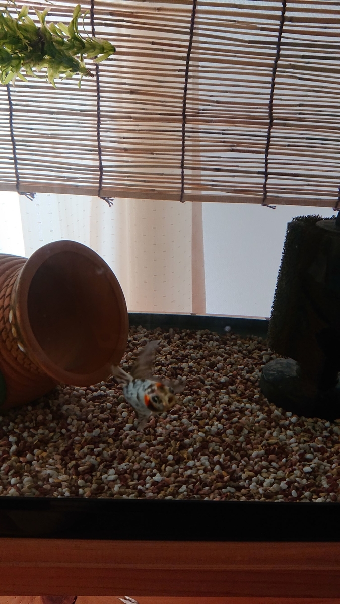f:id:funaosarasa:20190730152609j:plain f:id:funaosarasa:20190730152609j:plain