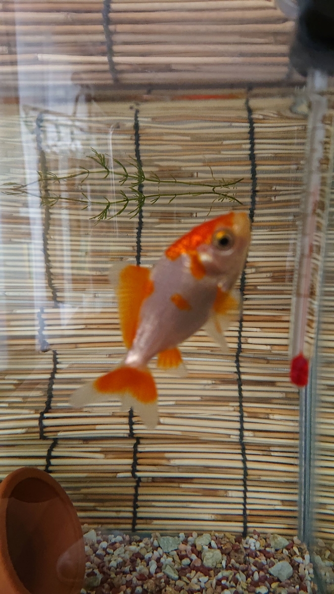 f:id:funaosarasa:20190731144621j:plain