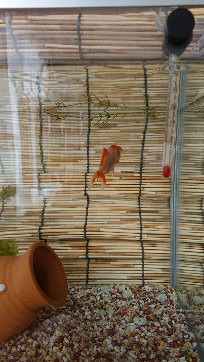 f:id:funaosarasa:20190731144639j:plain f:id:funaosarasa:20190731144639j:plain
