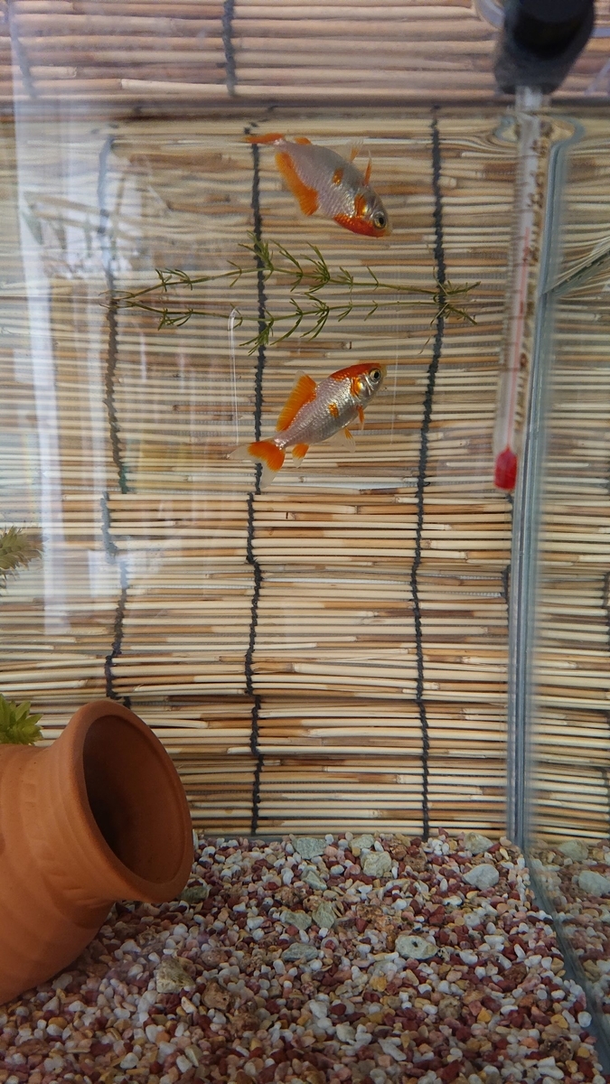 f:id:funaosarasa:20190731144737j:plain f:id:funaosarasa:20190731144737j:plain