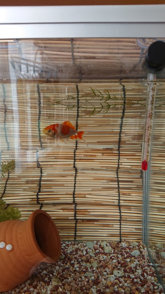 f:id:funaosarasa:20190731144758j:plain f:id:funaosarasa:20190731144758j:plain