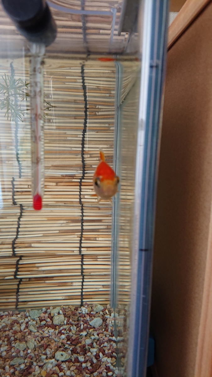 f:id:funaosarasa:20190731144909j:plain