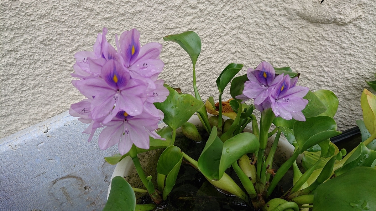 f:id:funaosarasa:20190823151016j:plain
