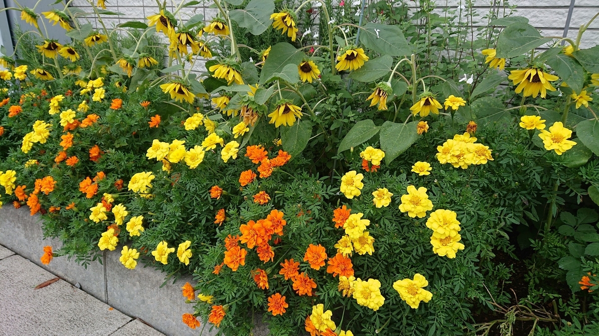 f:id:funaosarasa:20190823151037j:plain