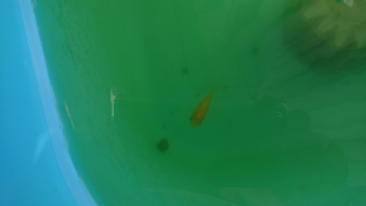 f:id:funaosarasa:20190827143904j:plain f:id:funaosarasa:20190827143904j:plain