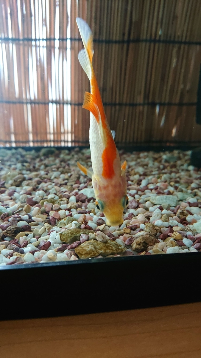 f:id:funaosarasa:20190902095907j:plain f:id:funaosarasa:20190902095907j:plain