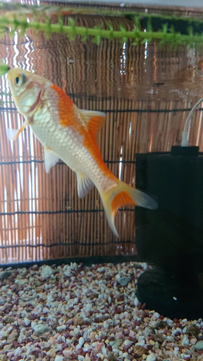 f:id:funaosarasa:20190902095947j:plain f:id:funaosarasa:20190902095947j:plain