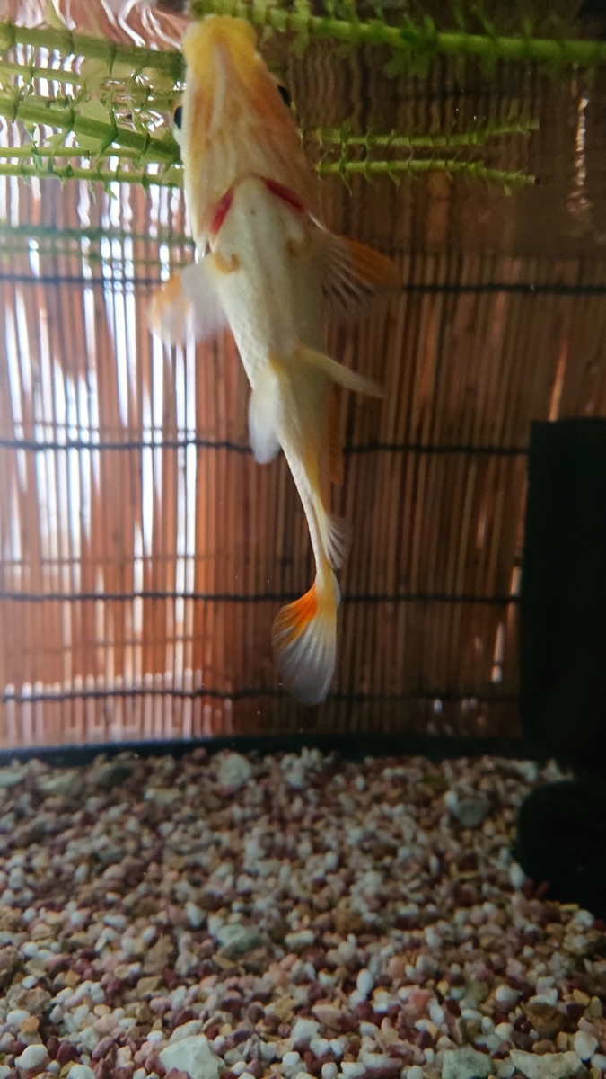 f:id:funaosarasa:20190902100008j:plain f:id:funaosarasa:20190902100008j:plain