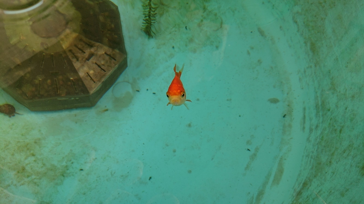 f:id:funaosarasa:20190908075604j:plain