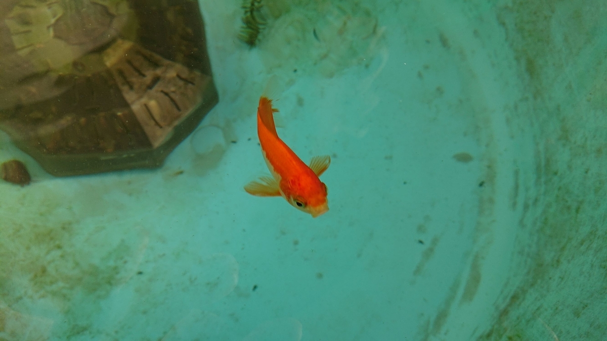 f:id:funaosarasa:20190908075635j:plain