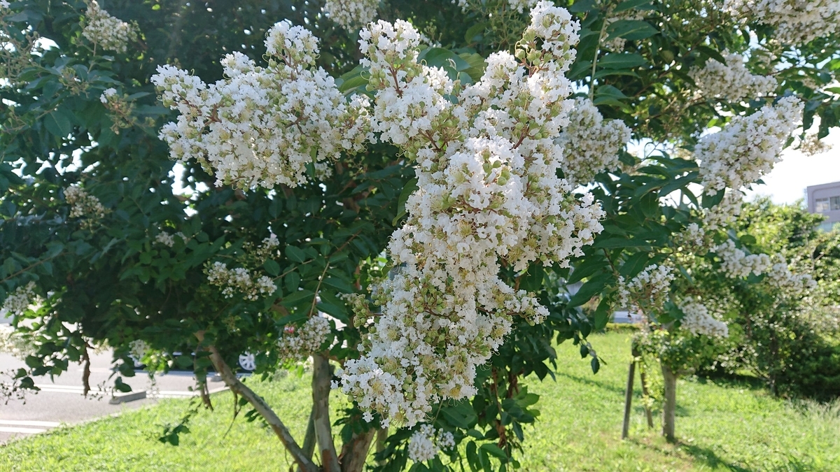 f:id:funaosarasa:20190908075653j:plain