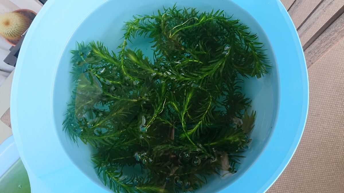 f:id:funaosarasa:20190917142524j:plain f:id:funaosarasa:20190917142524j:plain