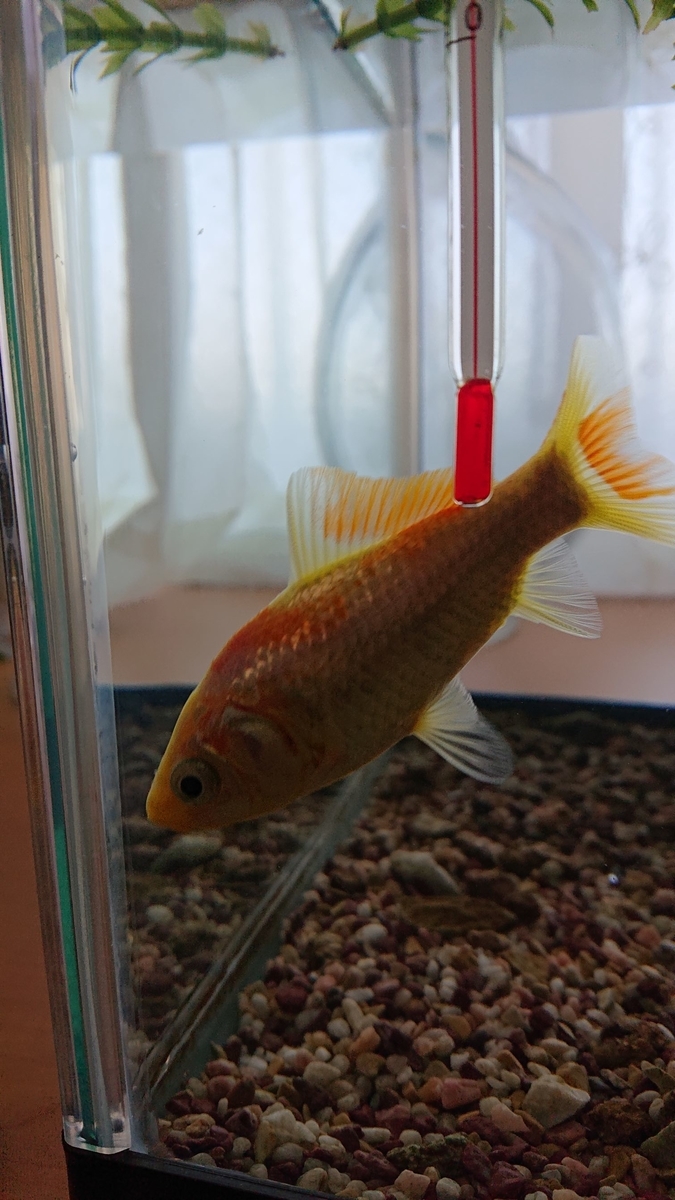 金魚引退品(金魚有)