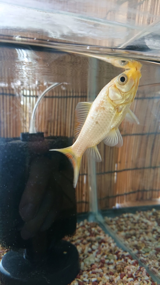 f:id:funaosarasa:20190926135623j:plain