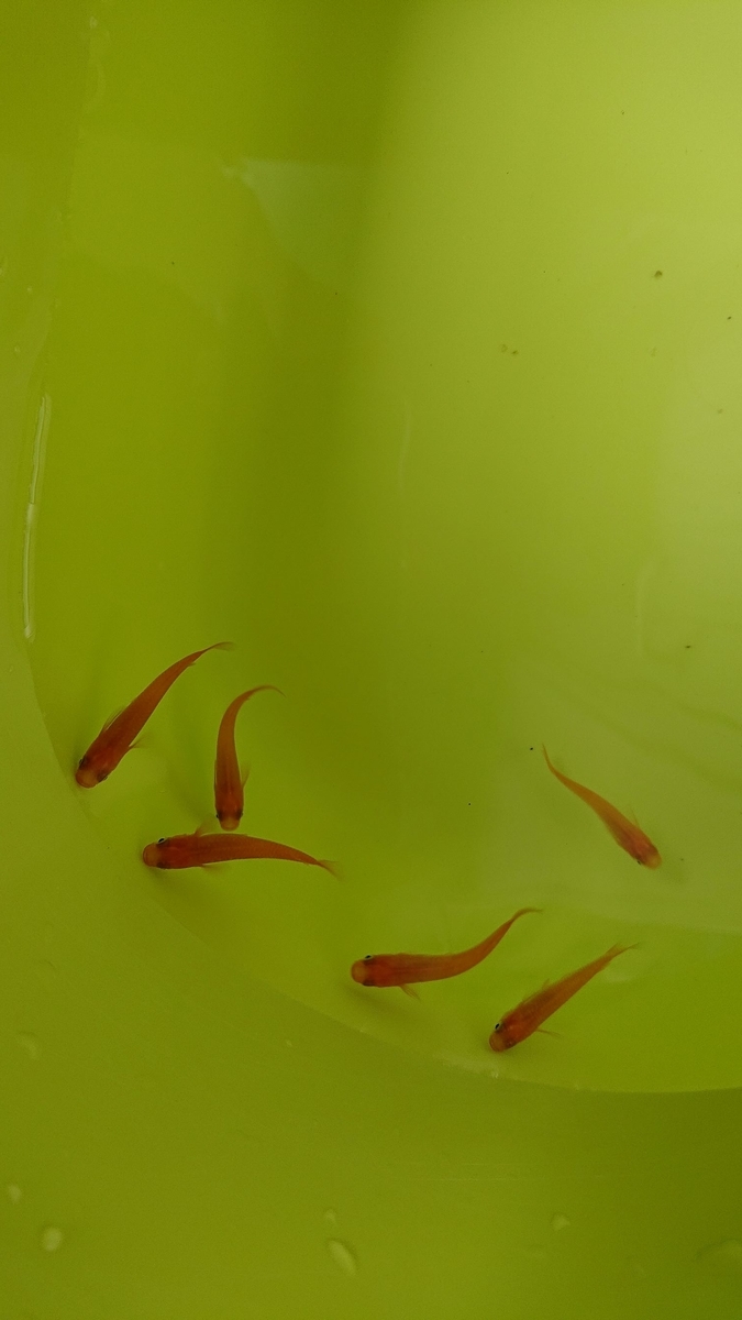 f:id:funaosarasa:20190930134946j:plain f:id:funaosarasa:20190930134946j:plain