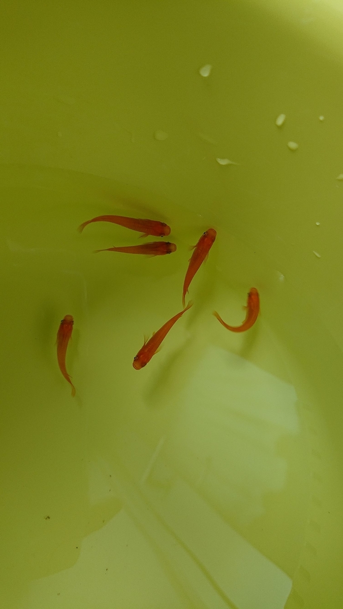 f:id:funaosarasa:20190930135017j:plain f:id:funaosarasa:20190930135017j:plain