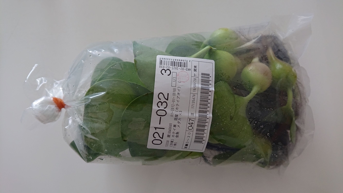 f:id:funaosarasa:20191003152857j:plain f:id:funaosarasa:20191003152857j:plain