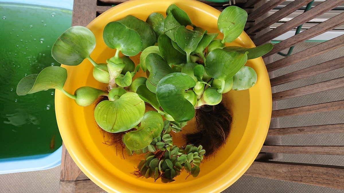 f:id:funaosarasa:20191003152931j:plain f:id:funaosarasa:20191003152931j:plain