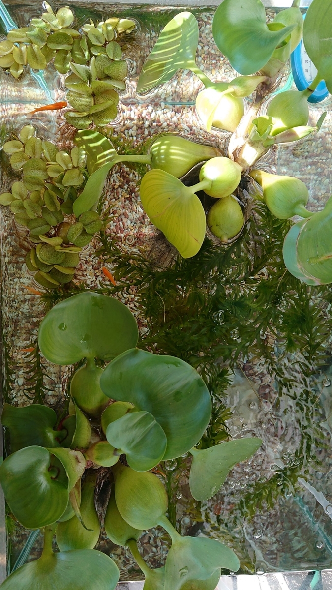 f:id:funaosarasa:20191005094924j:plain f:id:funaosarasa:20191005094924j:plain