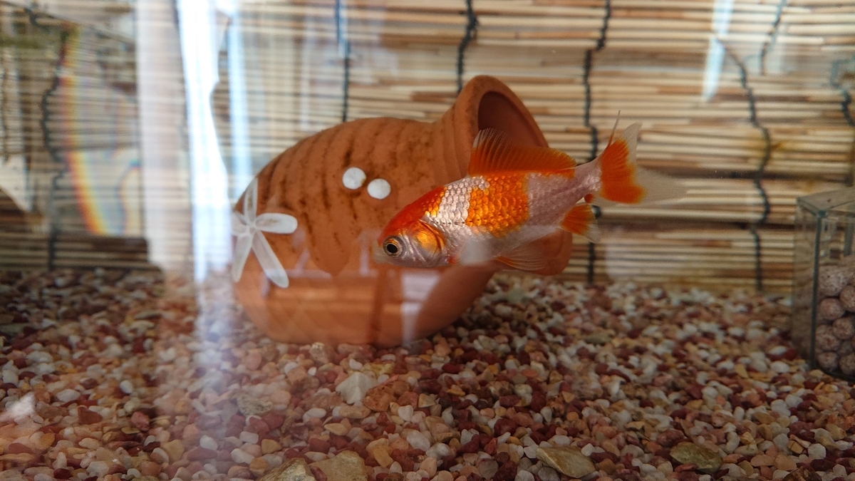 f:id:funaosarasa:20191010151515j:plain