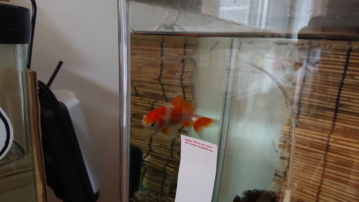 f:id:funaosarasa:20191018140131j:plain f:id:funaosarasa:20191018140131j:plain