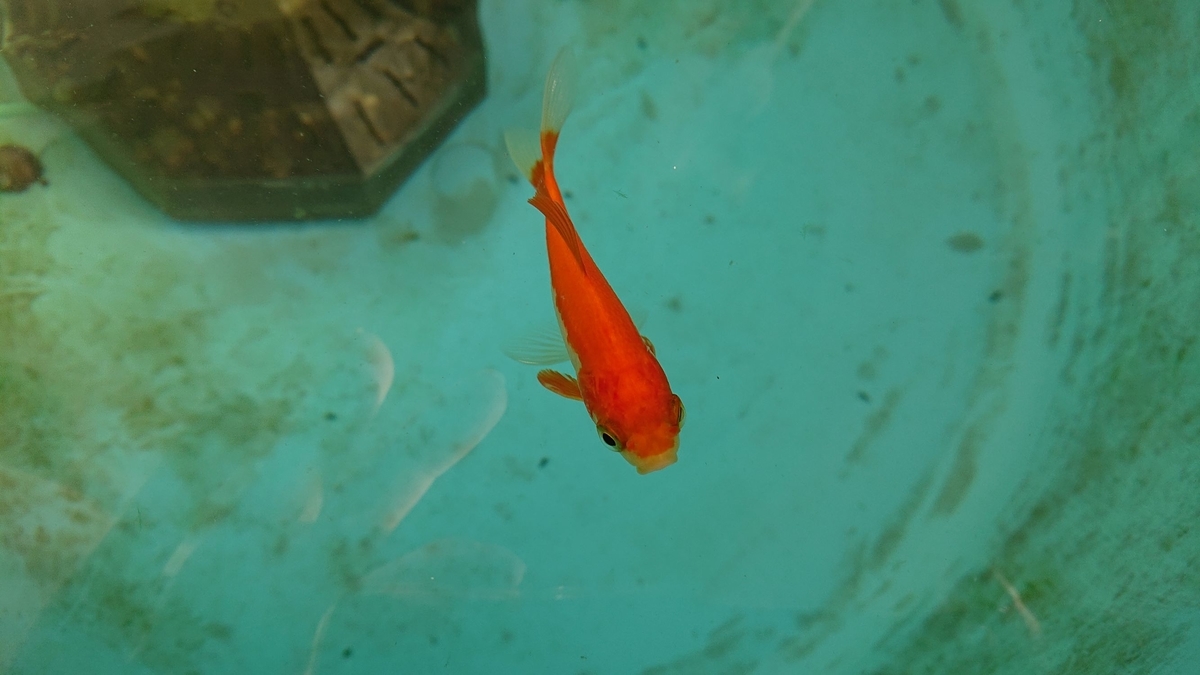 金魚 コメの色変わり アクセス数 すくい金魚