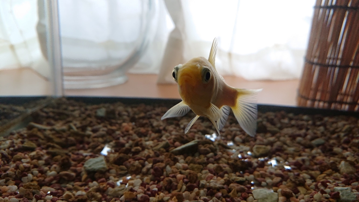 金魚 水換えの頻度 長洲 弥富 すくい金魚
