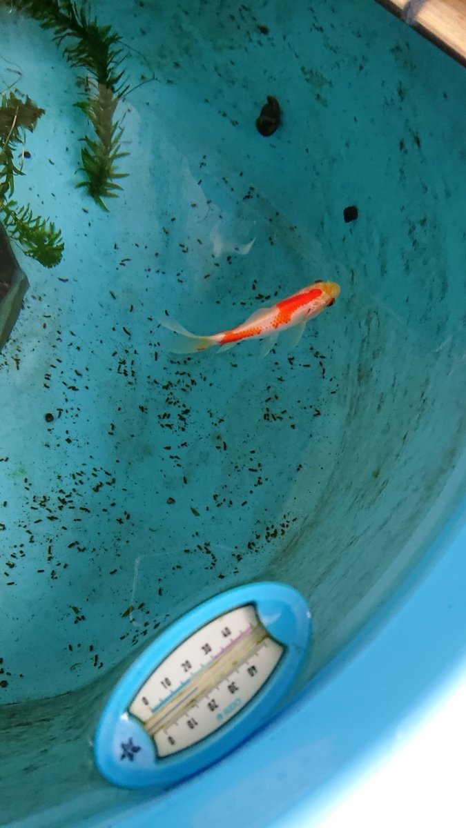 f:id:funaosarasa:20191030170810j:plain f:id:funaosarasa:20191030170810j:plain