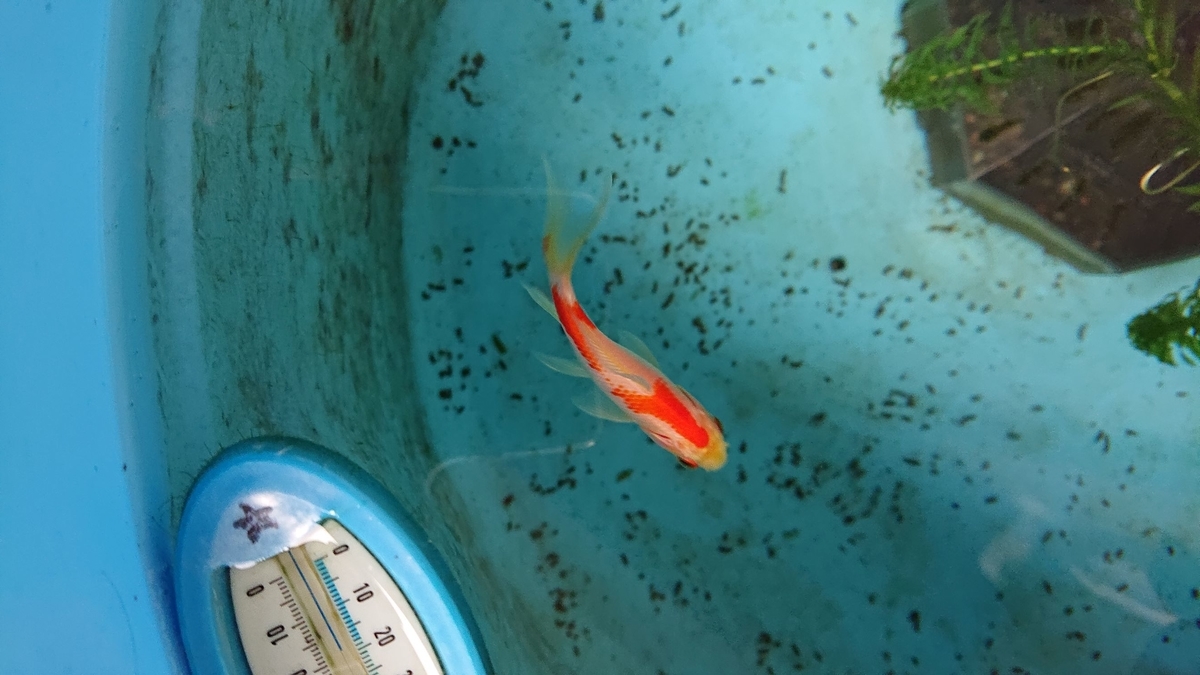 f:id:funaosarasa:20191030170829j:plain f:id:funaosarasa:20191030170829j:plain