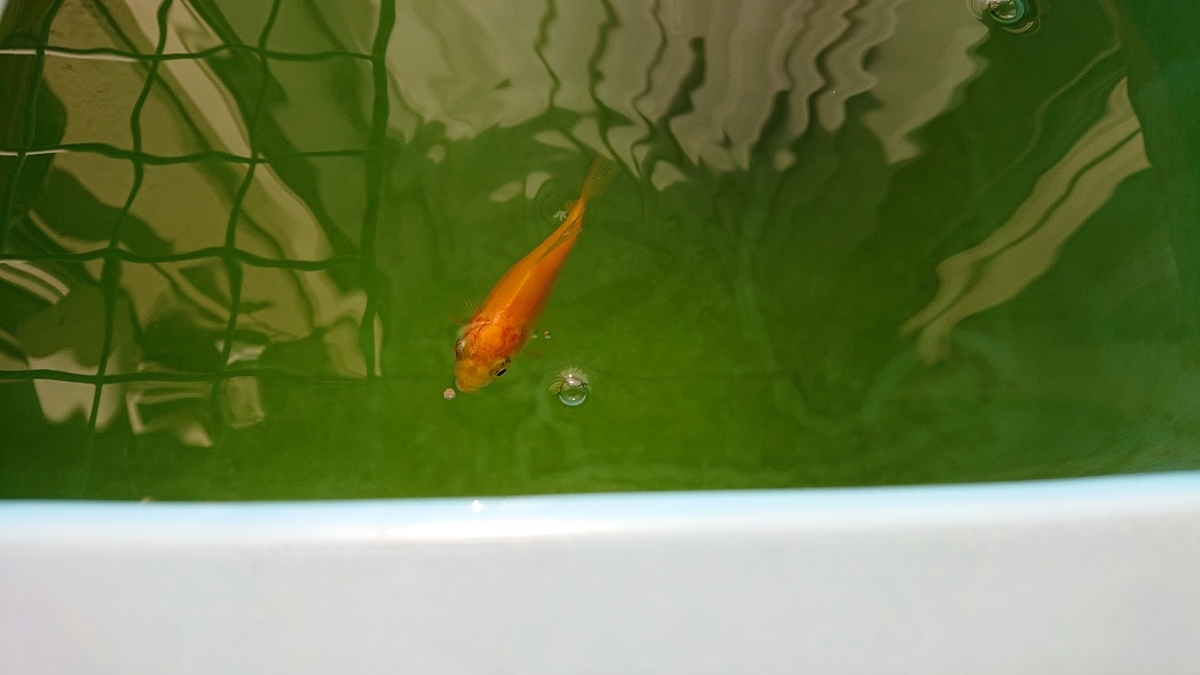 f:id:funaosarasa:20191101165807j:plain
