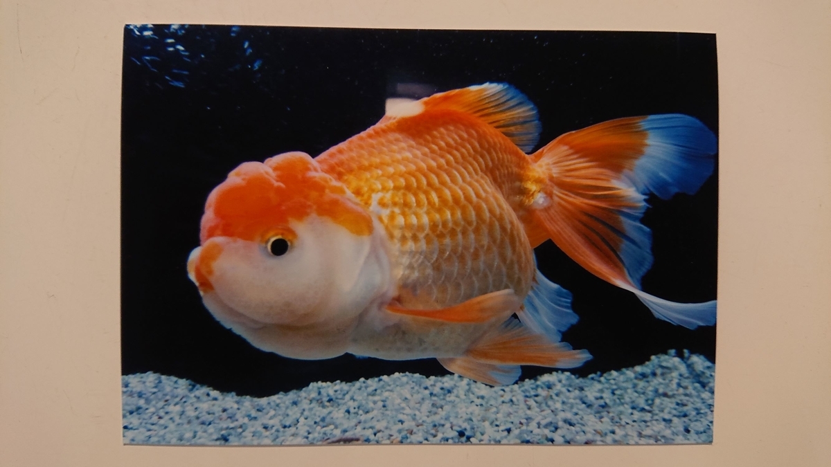 金魚 日本オランダ キビちゃん すくい金魚