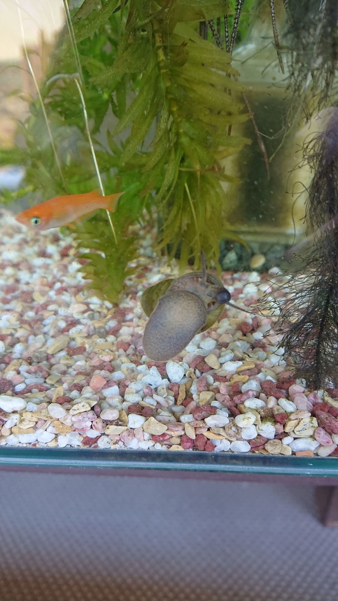 f:id:funaosarasa:20191112145857j:plain