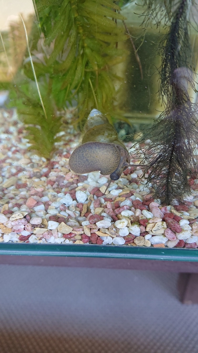 f:id:funaosarasa:20191112145918j:plain