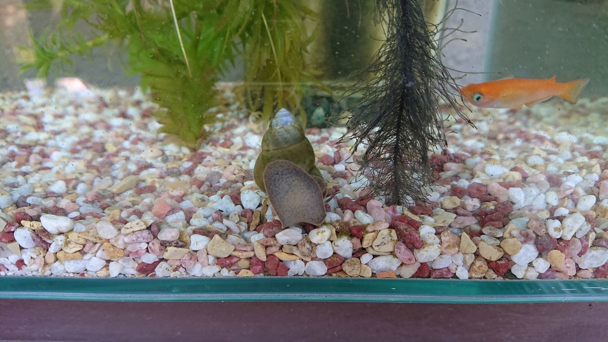 f:id:funaosarasa:20191112145947j:plain