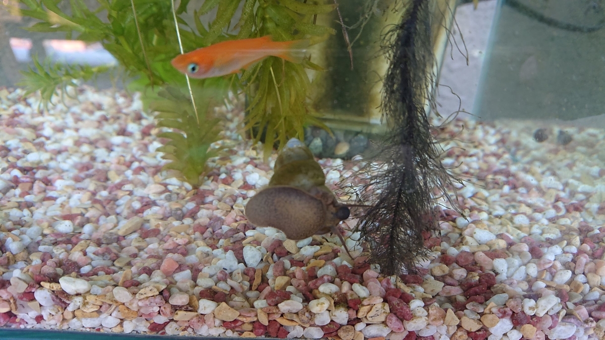 f:id:funaosarasa:20191112150004j:plain