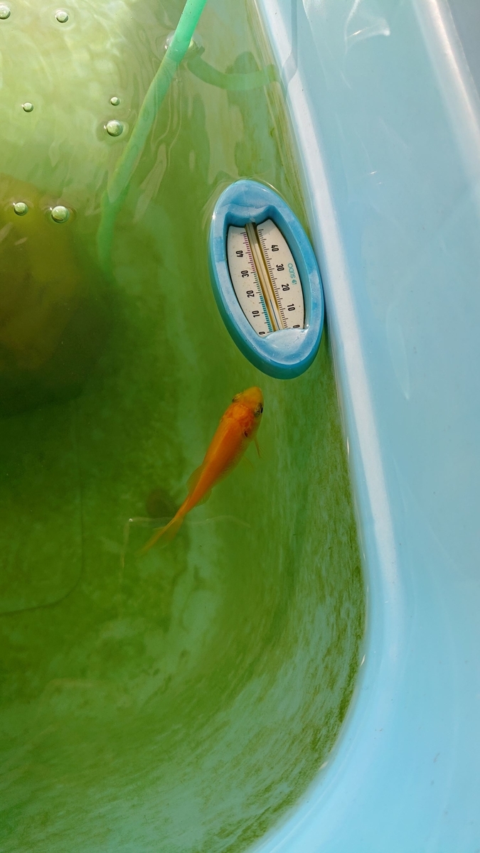 f:id:funaosarasa:20191113135624j:plain f:id:funaosarasa:20191113135624j:plain