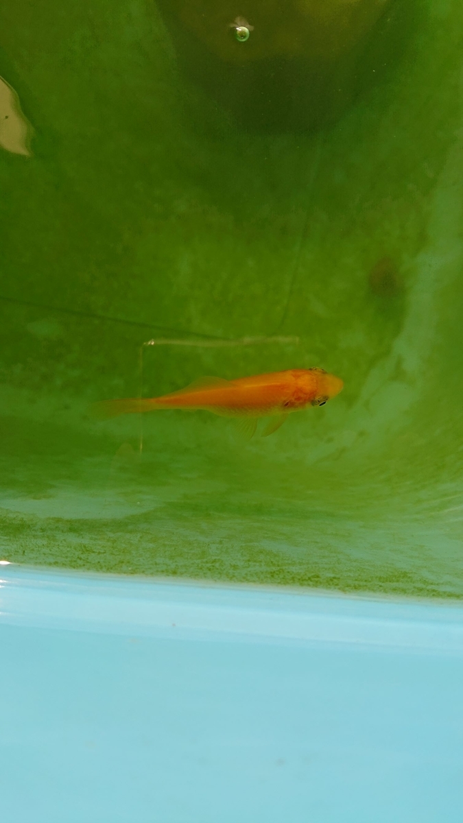 f:id:funaosarasa:20191113135659j:plain f:id:funaosarasa:20191113135659j:plain