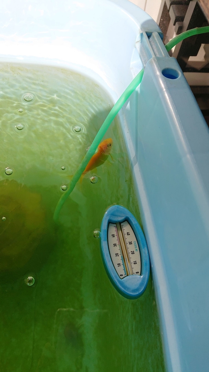 f:id:funaosarasa:20191113135729j:plain f:id:funaosarasa:20191113135729j:plain