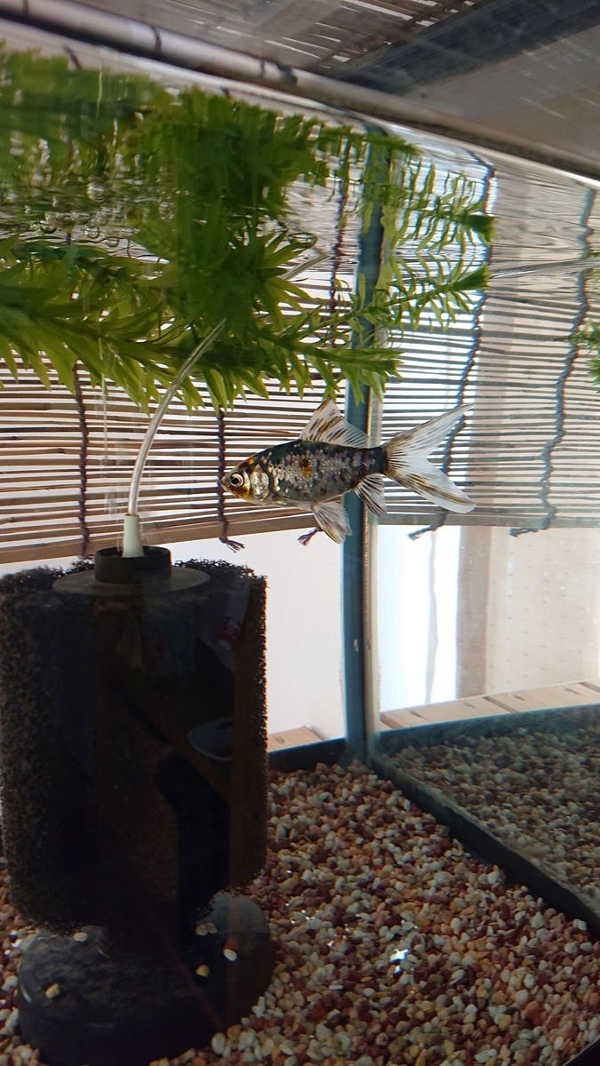 f:id:funaosarasa:20191113162140j:plain f:id:funaosarasa:20191113162140j:plain