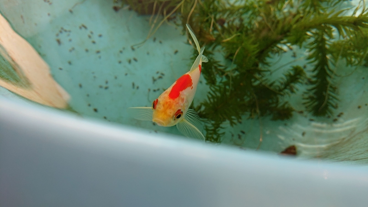 f:id:funaosarasa:20191114175130j:plain
