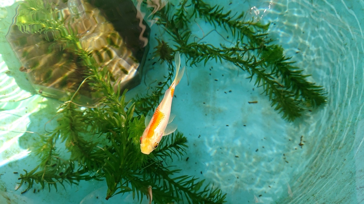 f:id:funaosarasa:20191115164531j:plain f:id:funaosarasa:20191115164531j:plain