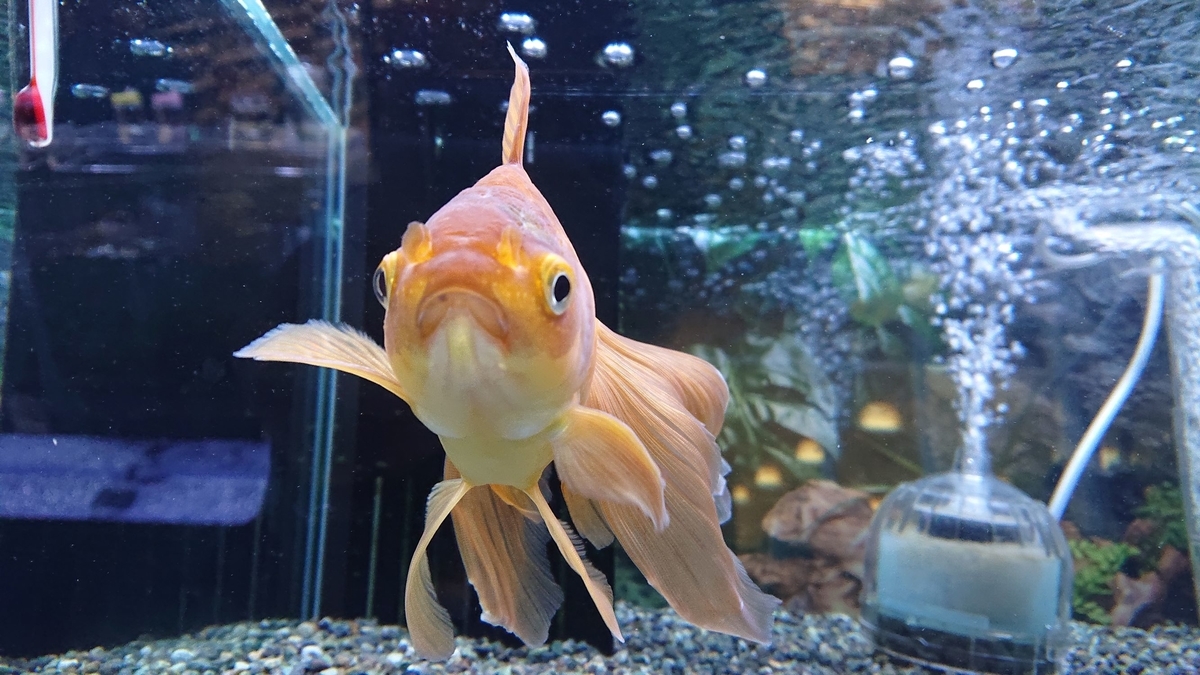 f:id:funaosarasa:20191116172916j:plain