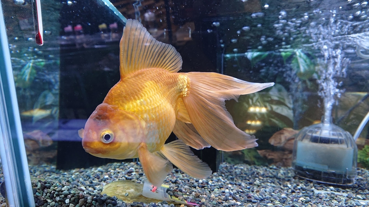 f:id:funaosarasa:20191116172937j:plain