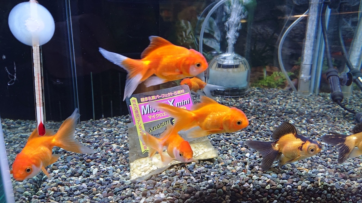 f:id:funaosarasa:20191116173051j:plain