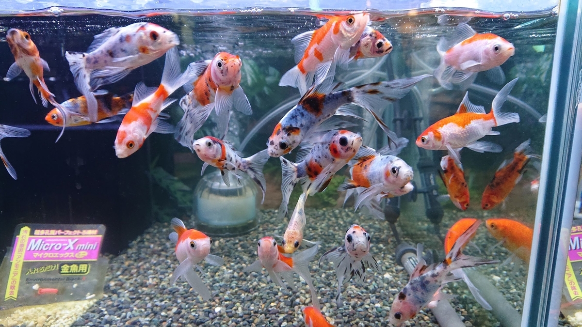 f:id:funaosarasa:20191116173250j:plain