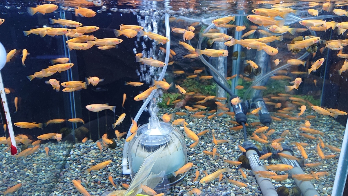 f:id:funaosarasa:20191116173330j:plain