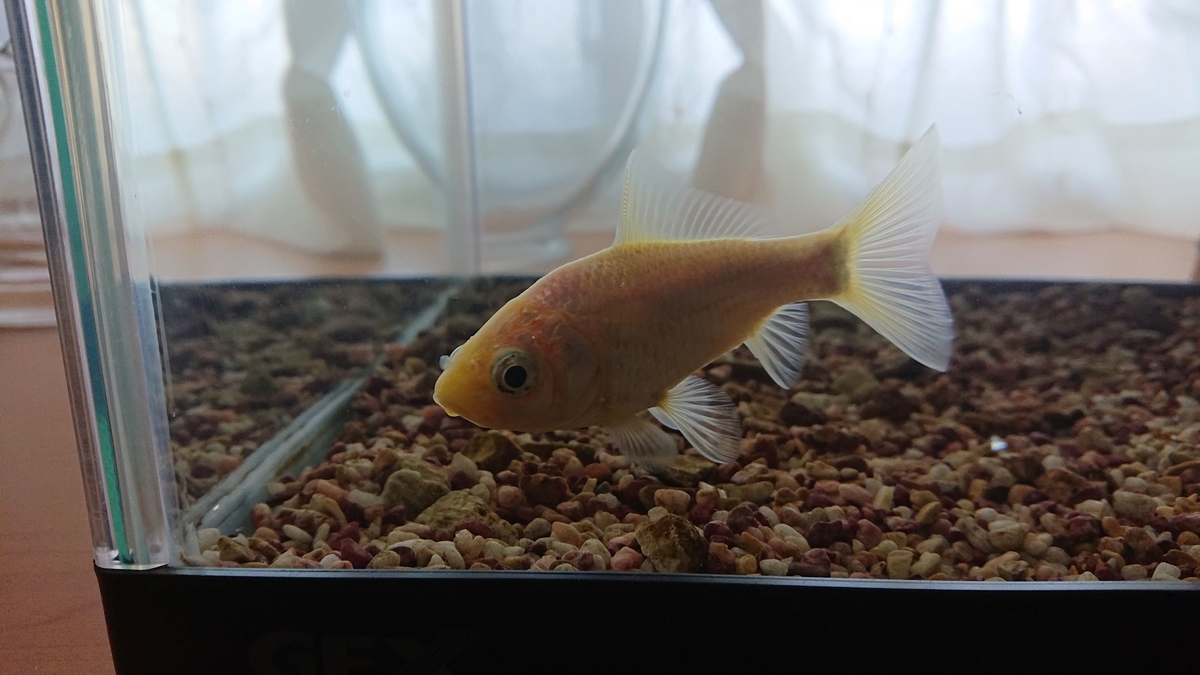 金魚が一槽一匹 すくい金魚