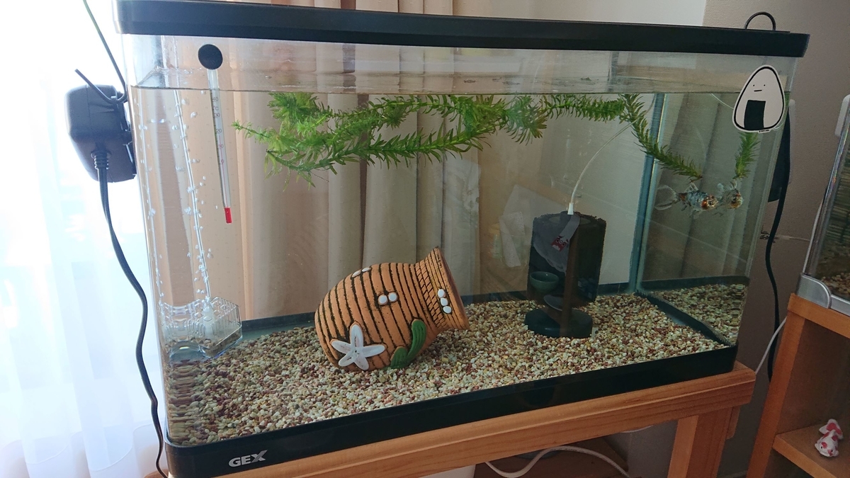 金魚の吹き出物 すくい金魚