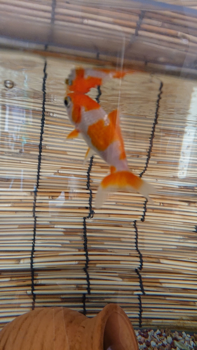 f:id:funaosarasa:20191210152735j:plain f:id:funaosarasa:20191210152735j:plain