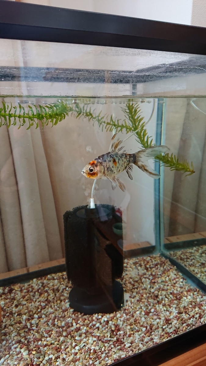 f:id:funaosarasa:20191211160147j:plain